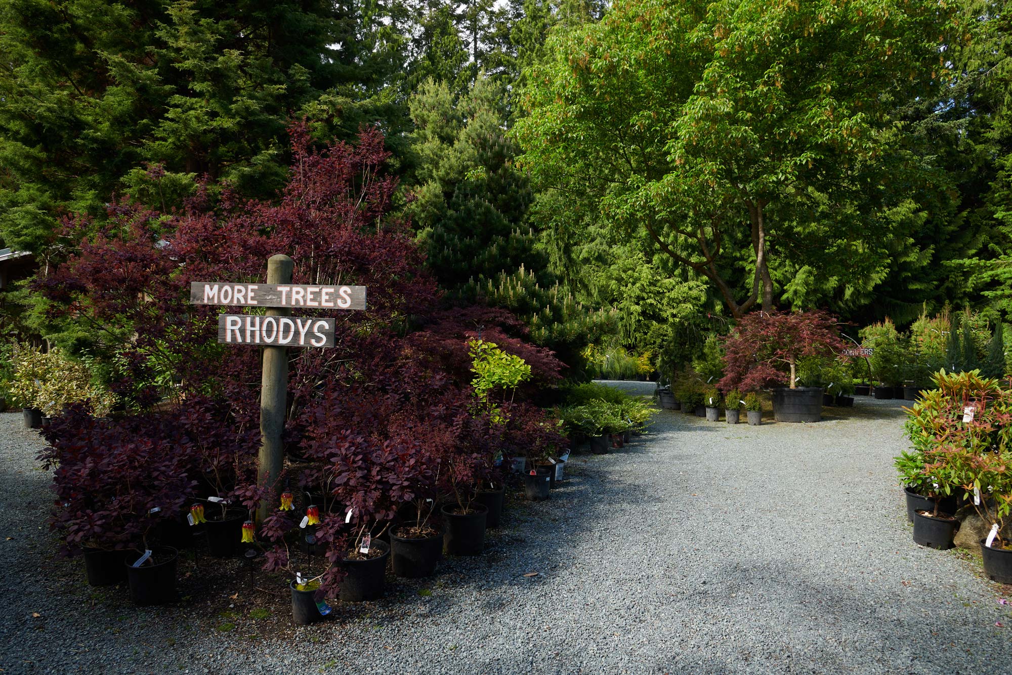 trees-and-shrubs